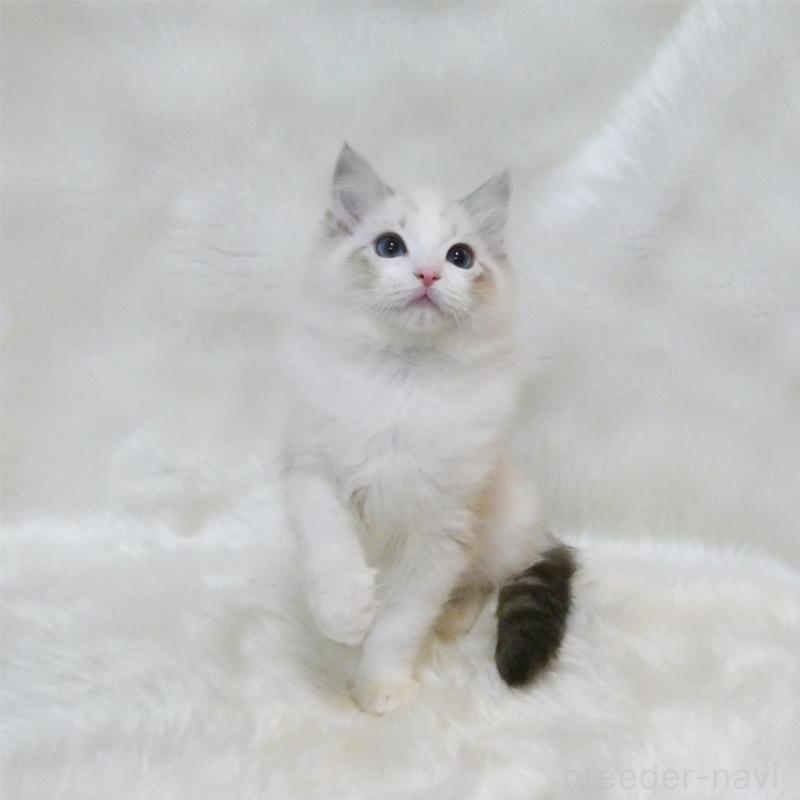 販売中の茨城県のラグドール-134623の4枚目