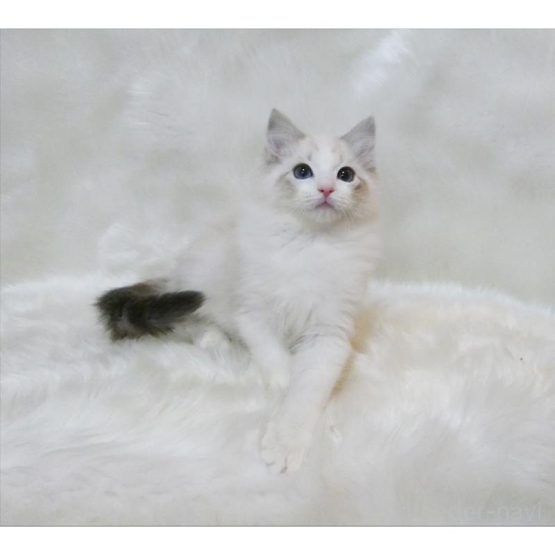 販売中の茨城県のラグドール-134623の3枚目