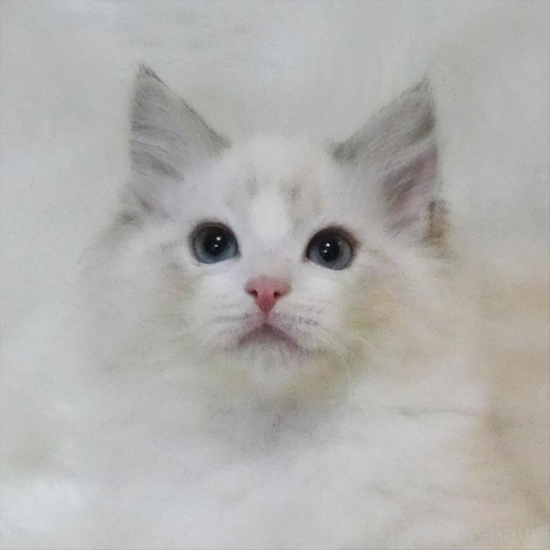 販売中の茨城県のラグドール-134624