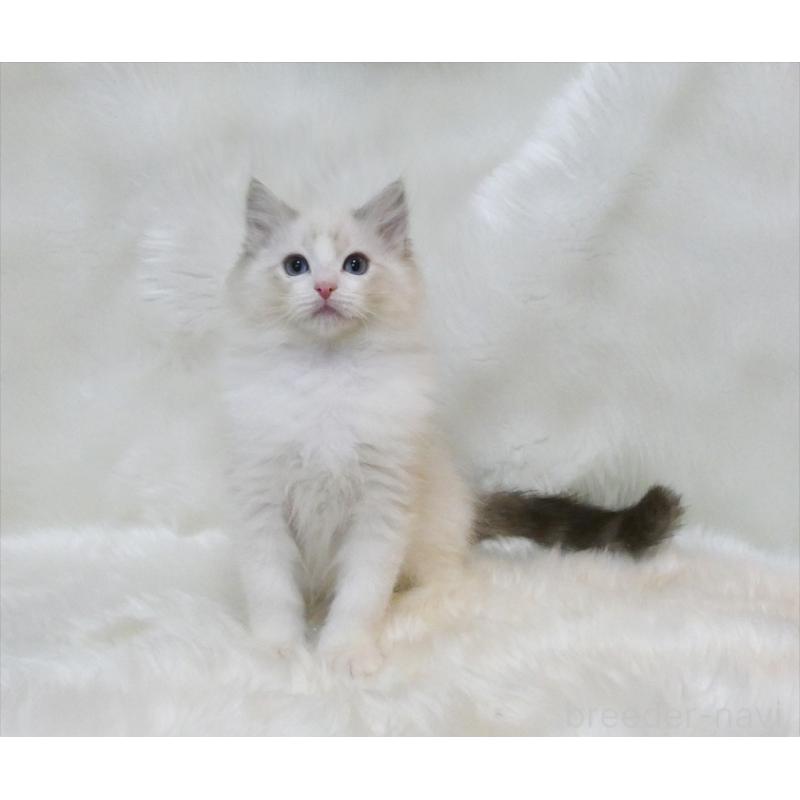 販売中の茨城県のラグドール-134624の4枚目