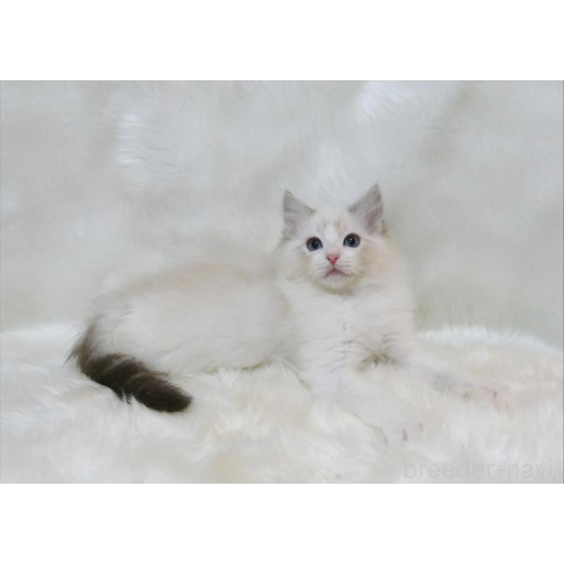 販売中の茨城県のラグドール-134624の3枚目