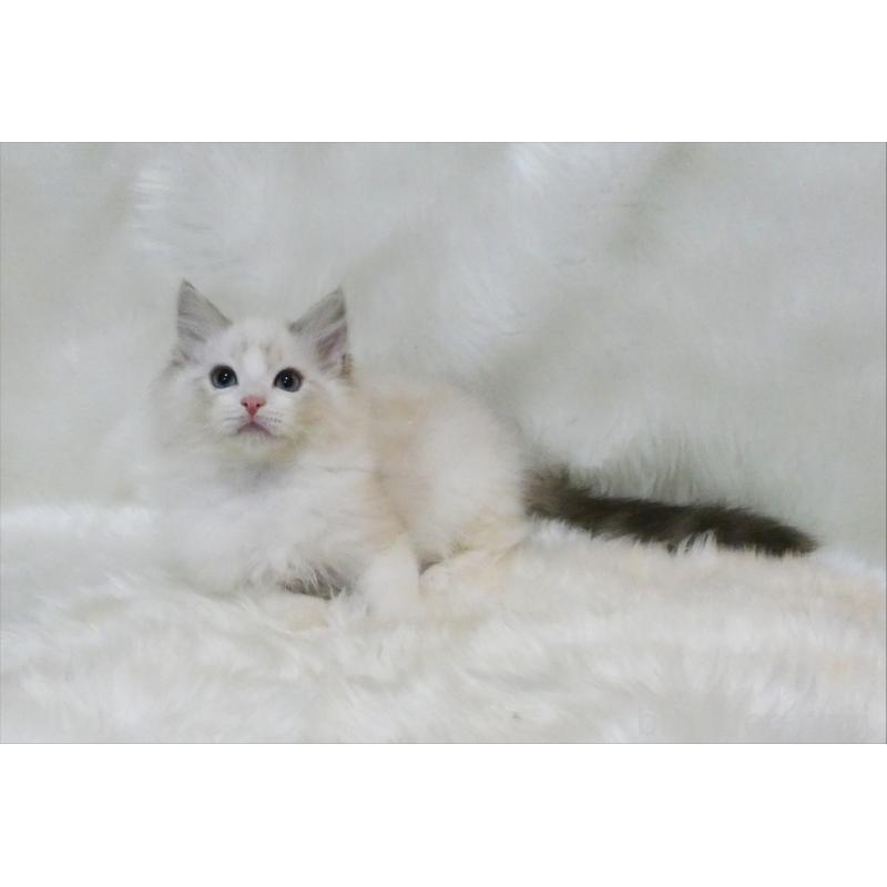 販売中の茨城県のラグドール-134624の2枚目