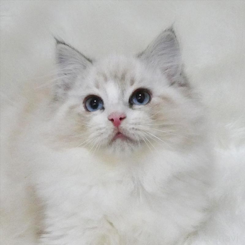 販売中の茨城県のラグドール-134625