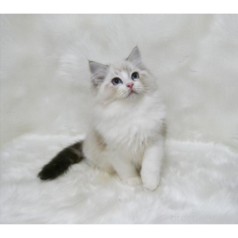 販売中の茨城県のラグドール-134625の4枚目