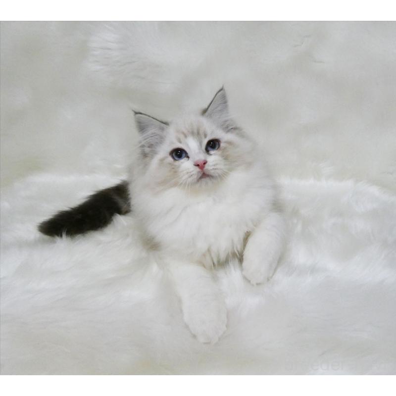 販売中の茨城県のラグドール-134625の3枚目