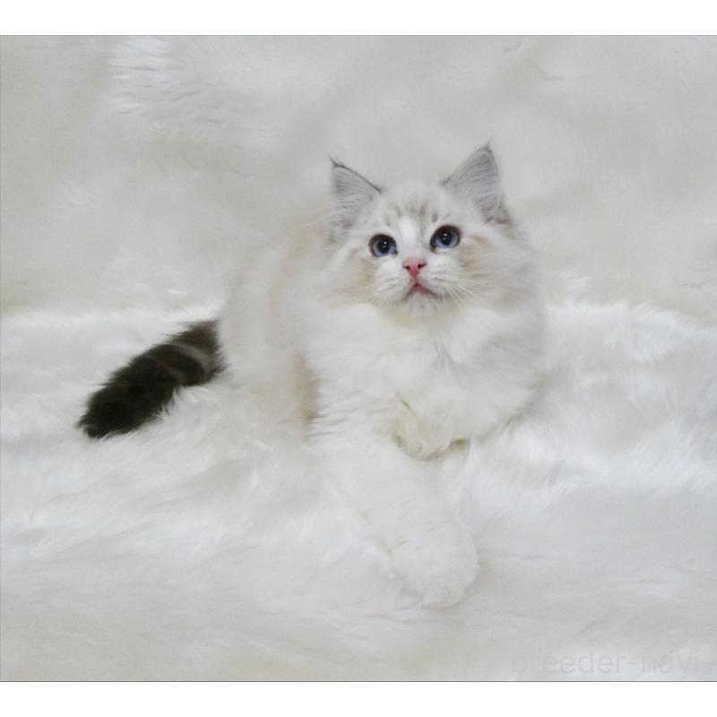 販売中の茨城県のラグドール-134625の2枚目