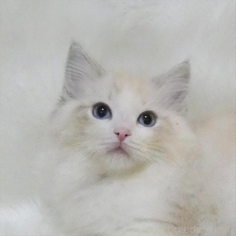 販売中の茨城県のラグドール-134626