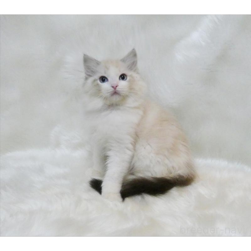 販売中の茨城県のラグドール-134626の4枚目