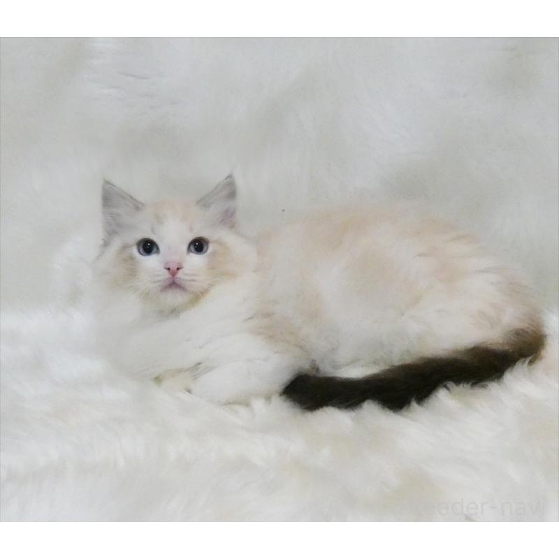 販売中の茨城県のラグドール-134626の3枚目