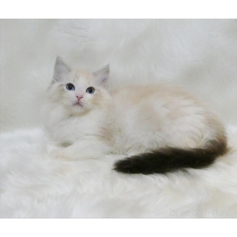 販売中の茨城県のラグドール-134626の2枚目