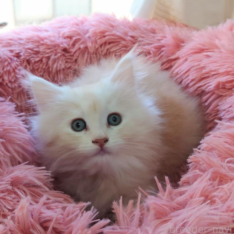 販売中の埼玉県のサイベリアン-132262