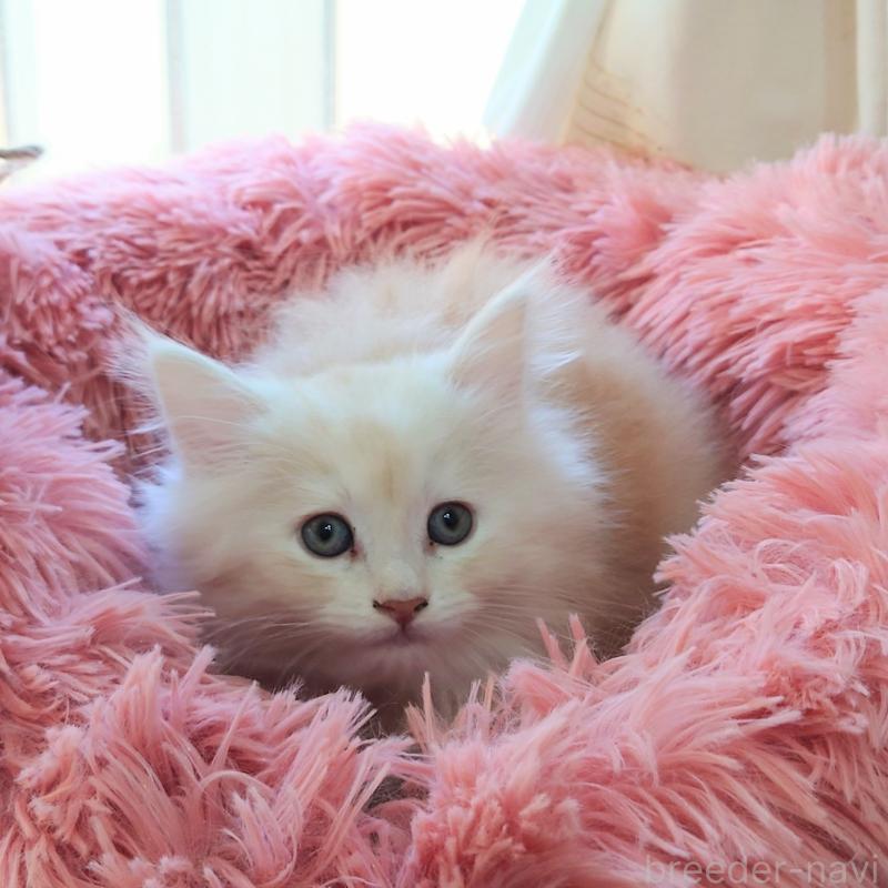 販売中の埼玉県のサイベリアン-132262の2枚目