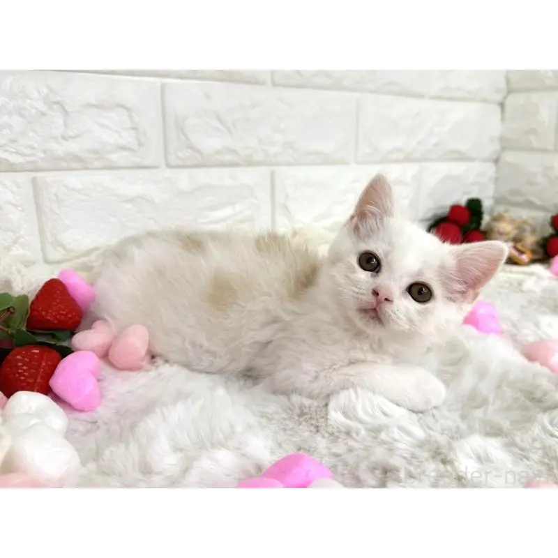 販売中の埼玉県のミヌエット-134627