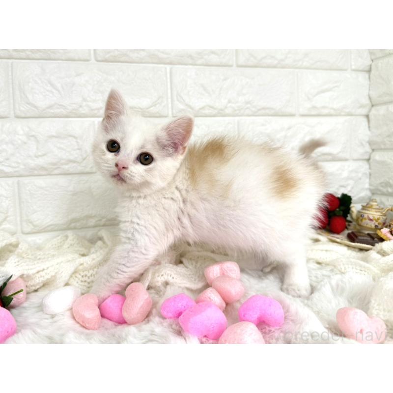 販売中の埼玉県のミヌエット-134627の6枚目