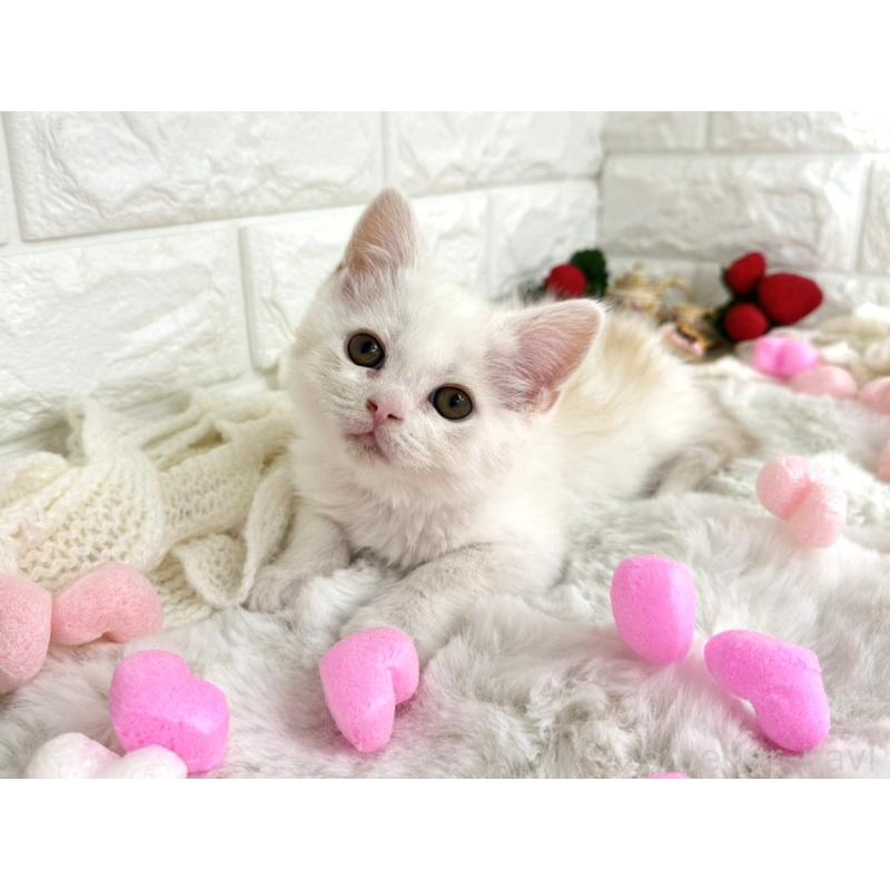 販売中の埼玉県のミヌエット-134627の4枚目