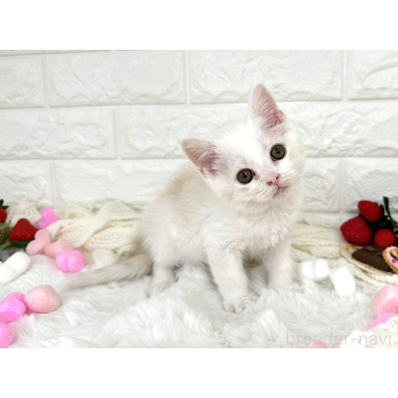 販売中の埼玉県のミヌエット-134627の3枚目