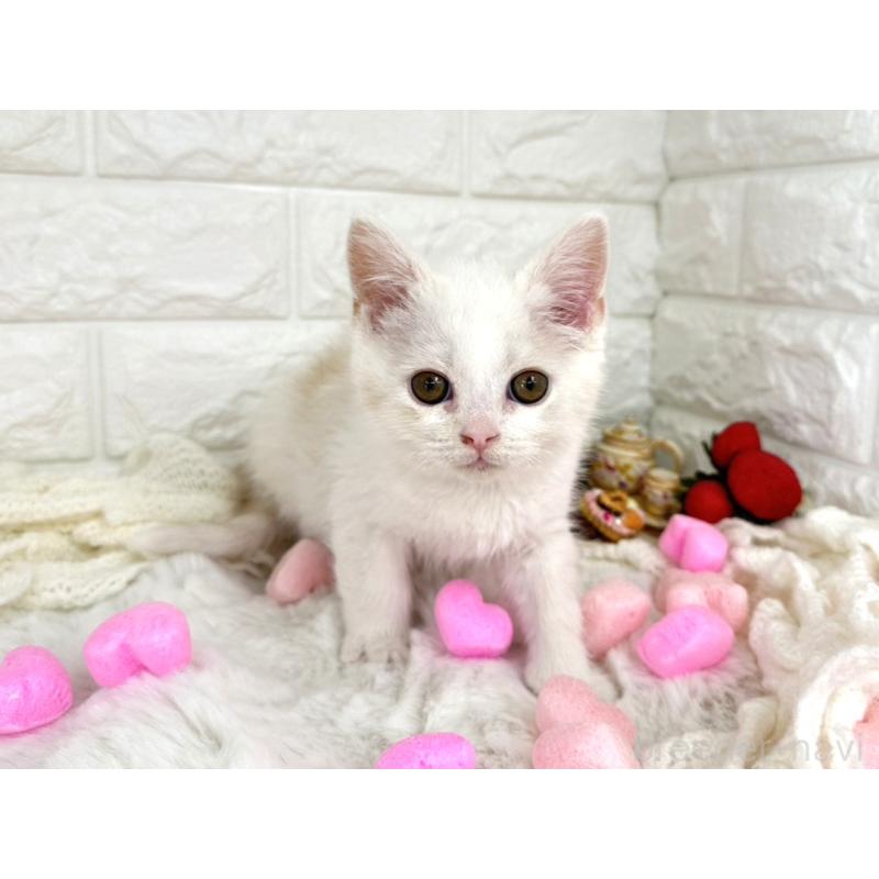 販売中の埼玉県のミヌエット-134627の2枚目