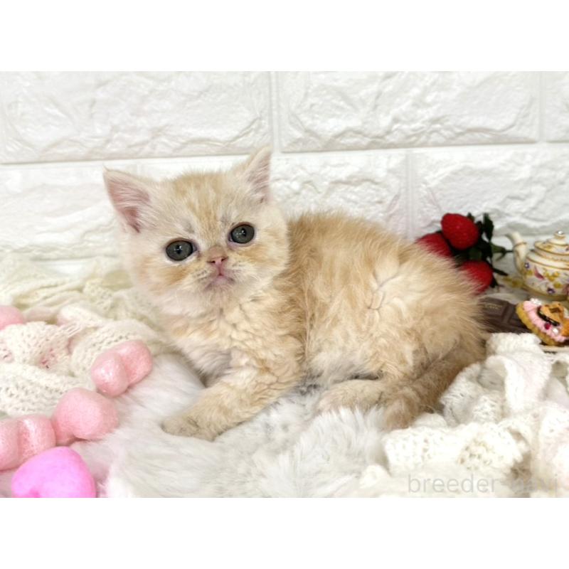 販売中の埼玉県のミヌエット-134628の6枚目