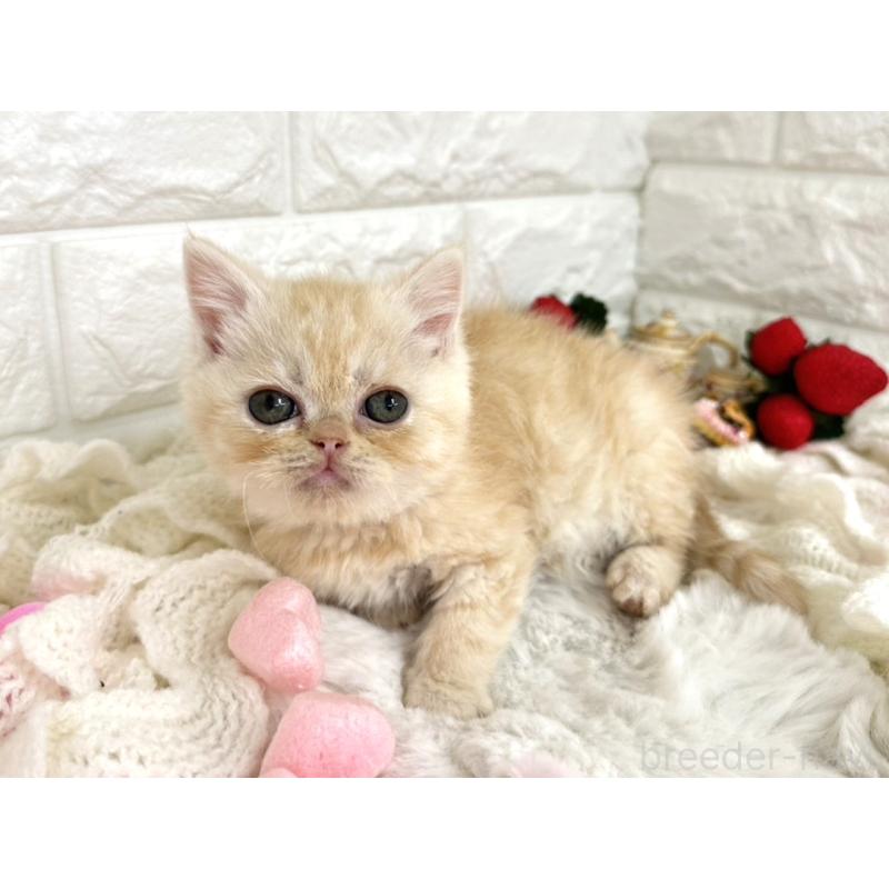 販売中の埼玉県のミヌエット-134628の4枚目