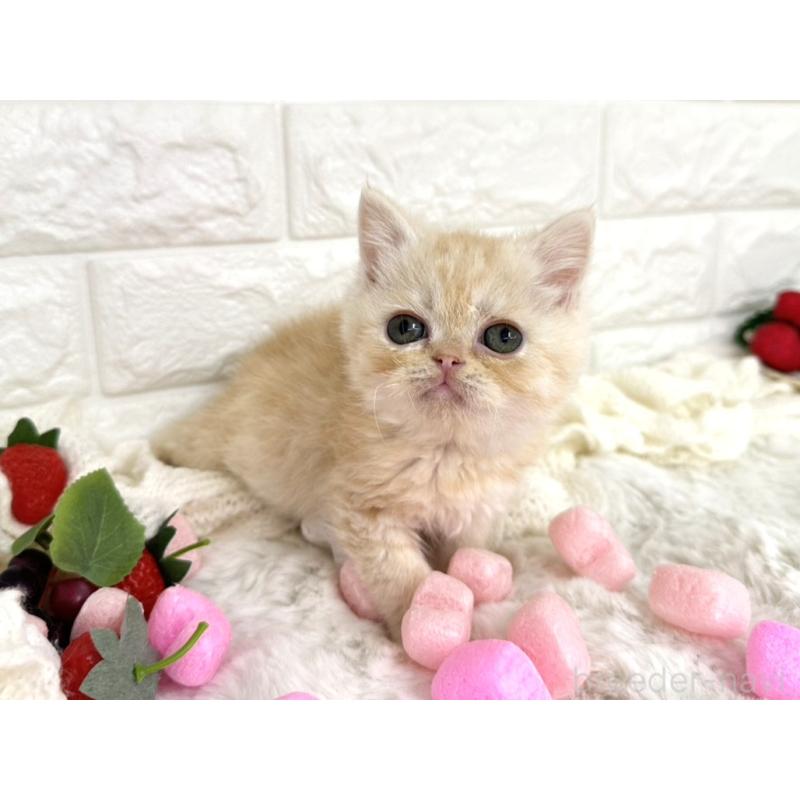 販売中の埼玉県のミヌエット-134628の3枚目