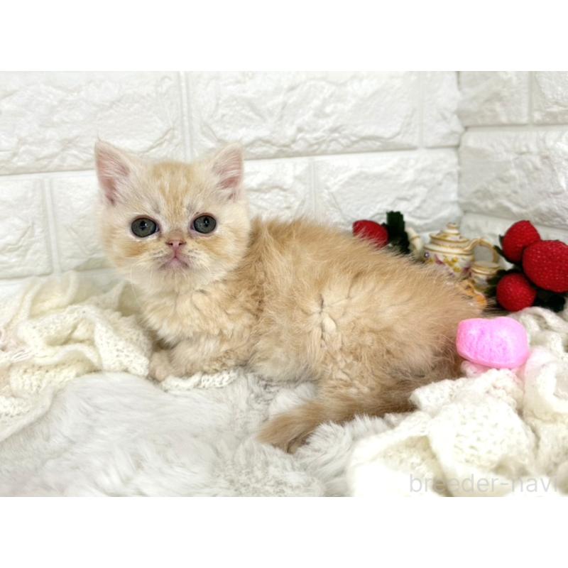 販売中の埼玉県のミヌエット-134628の2枚目