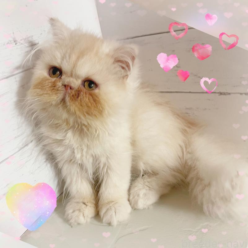 販売中の東京都のエキゾチックロングヘア-132864