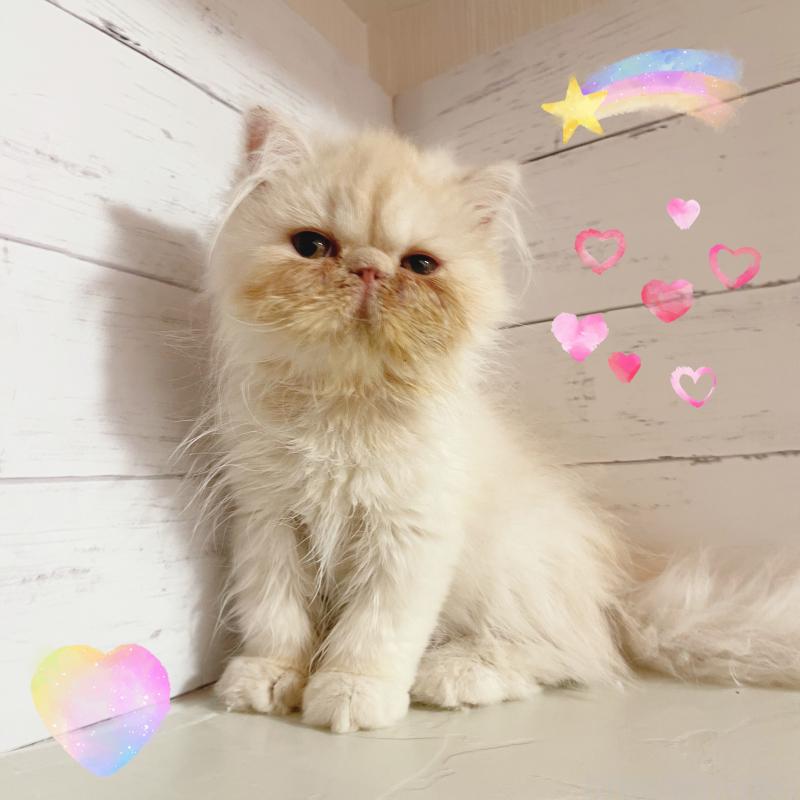 商談中の東京都のエキゾチックロングヘア-132864の4枚目