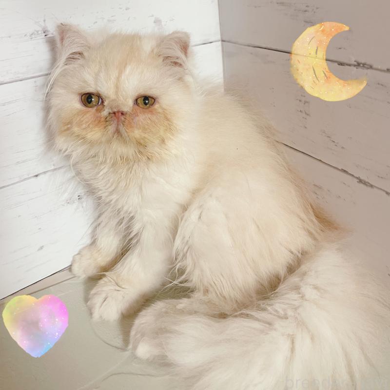 商談中の東京都のエキゾチックロングヘア-132864の3枚目