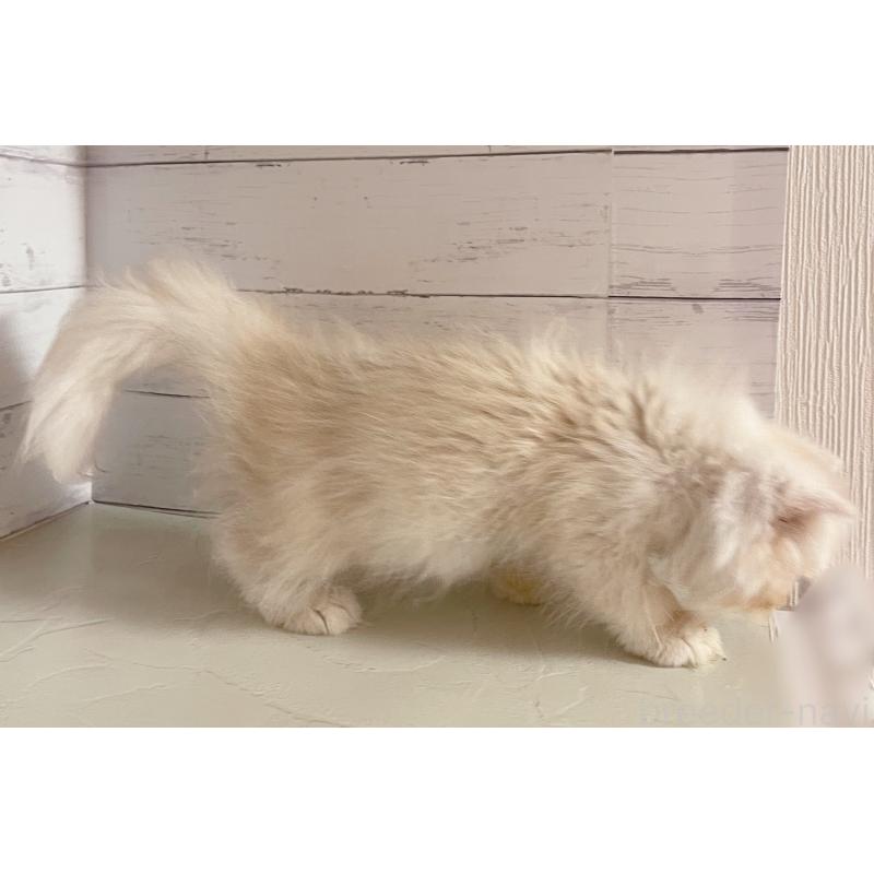 商談中の東京都のエキゾチックロングヘア-132864の2枚目