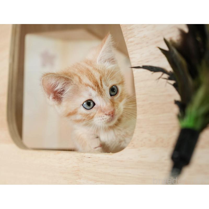 販売中の茨城県のマンチカン-134631の6枚目