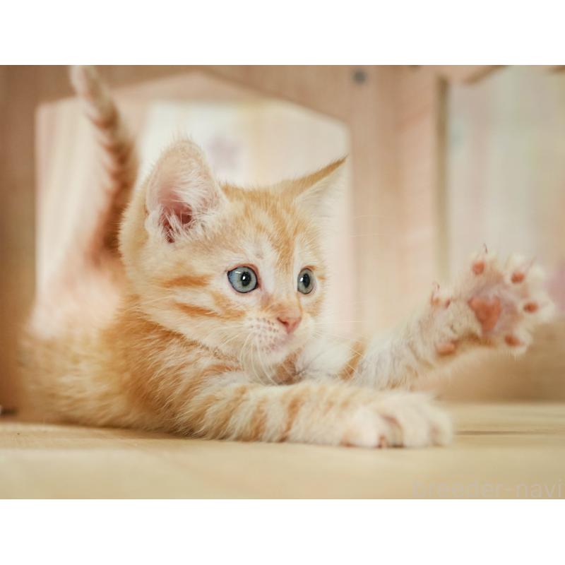 販売中の茨城県のマンチカン-134631の4枚目