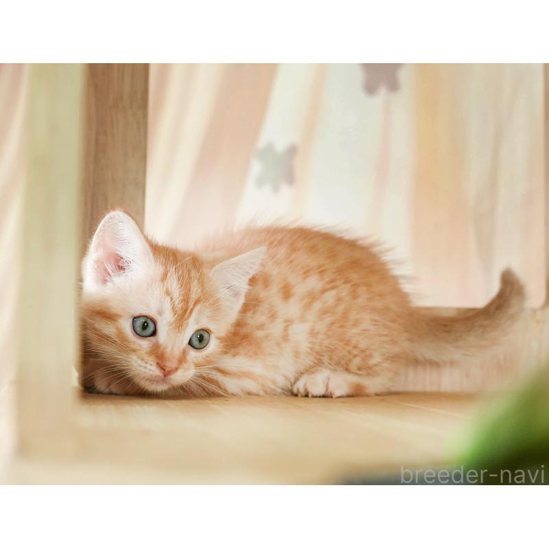 販売中の茨城県のマンチカン-134631の3枚目