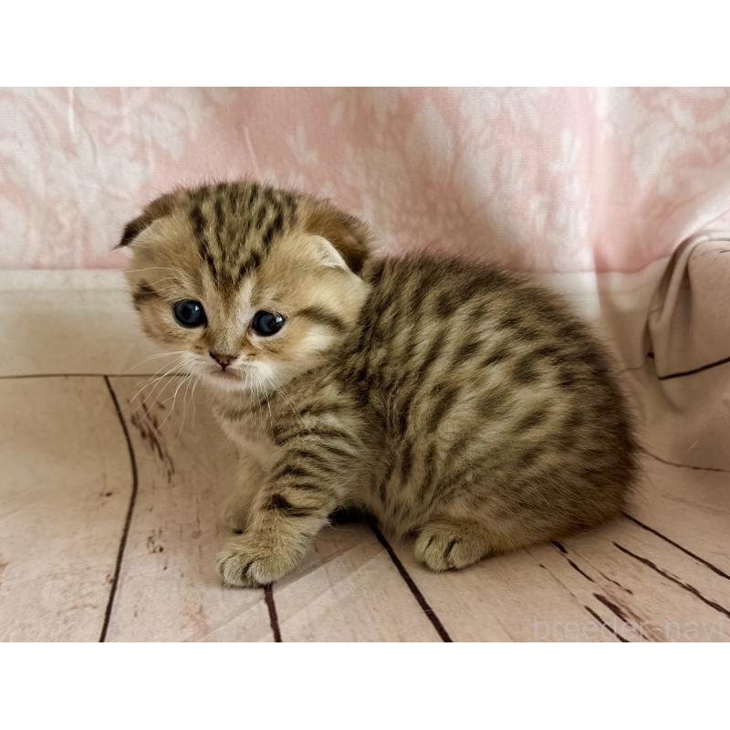 販売中の福岡県のスコティッシュフォールド-134632の10枚目