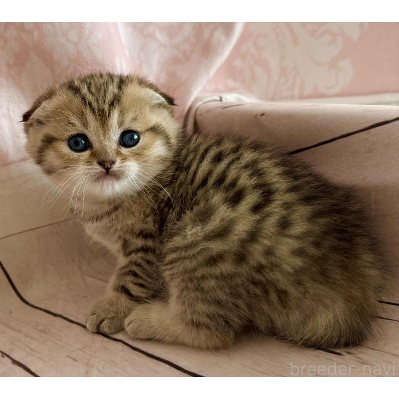 販売中の福岡県のスコティッシュフォールド-134632の9枚目