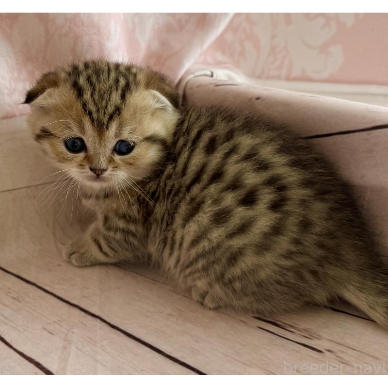 販売中の福岡県のスコティッシュフォールド-134632の7枚目