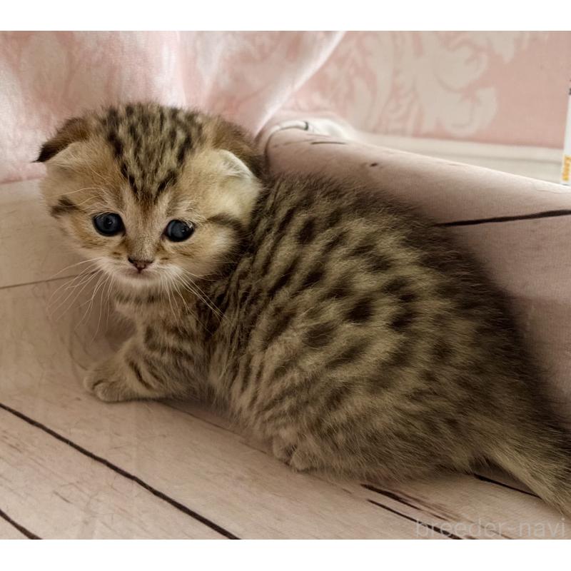 販売中の福岡県のスコティッシュフォールド-134632の6枚目