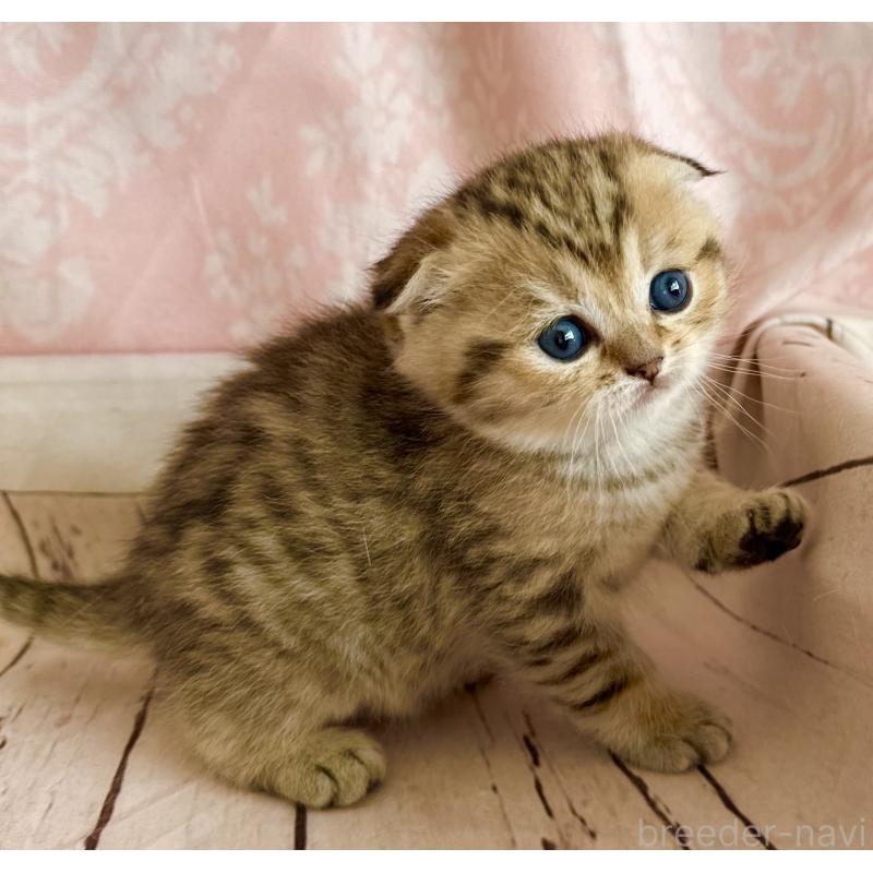 販売中の福岡県のスコティッシュフォールド-134632の4枚目