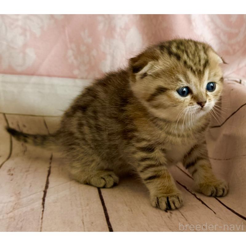 販売中の福岡県のスコティッシュフォールド-134632の3枚目