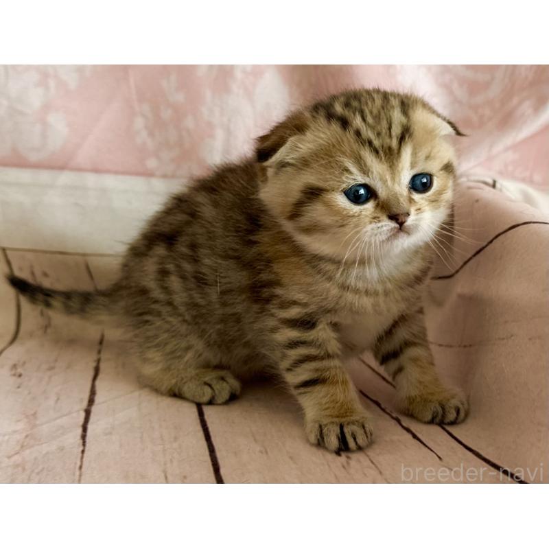 販売中の福岡県のスコティッシュフォールド-134632の2枚目