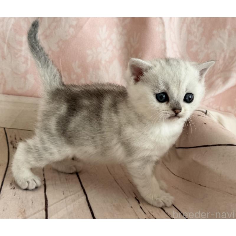 販売中の福岡県のスコティッシュフォールド-134634の7枚目