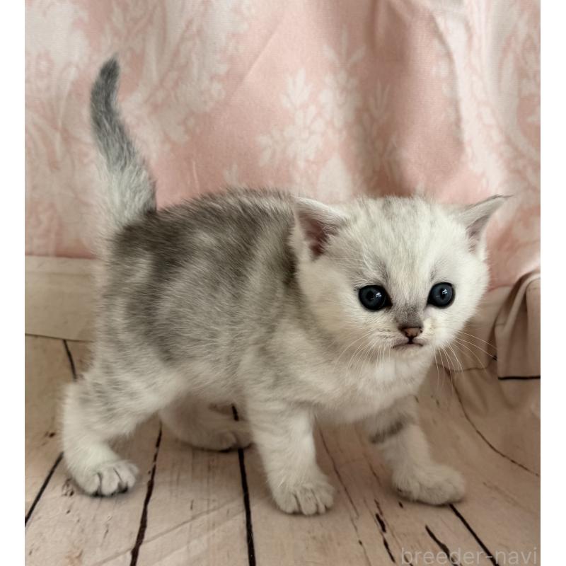 販売中の福岡県のスコティッシュフォールド-134634の5枚目