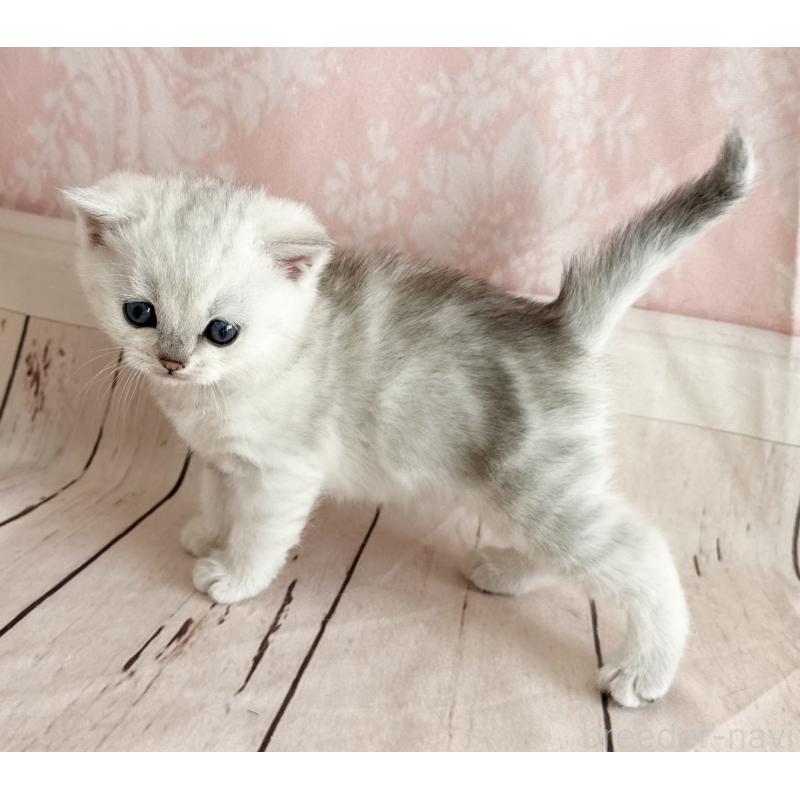 販売中の福岡県のスコティッシュフォールド-134634の4枚目