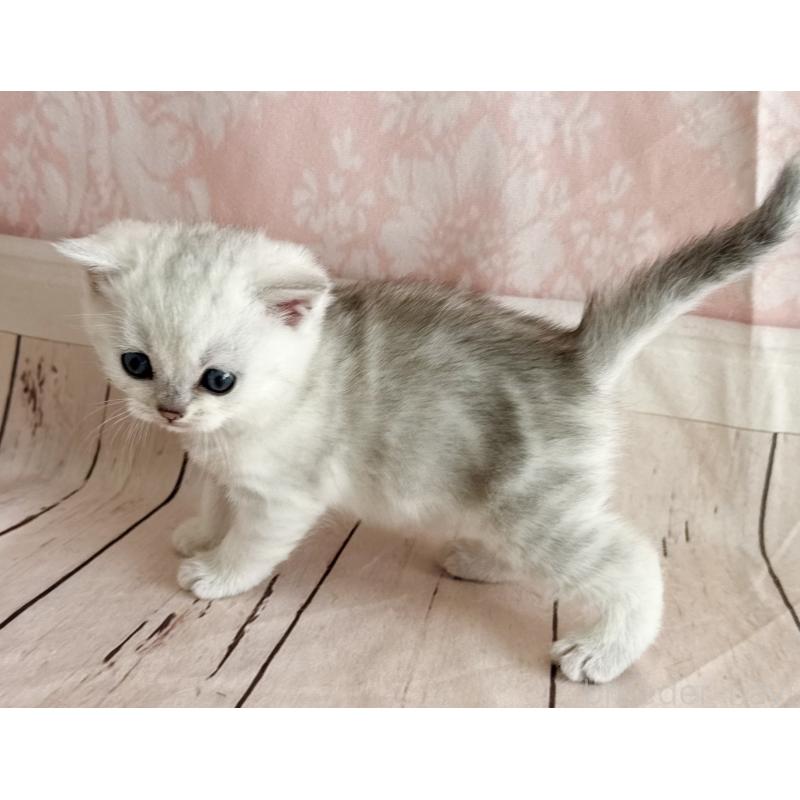 販売中の福岡県のスコティッシュフォールド-134634の3枚目