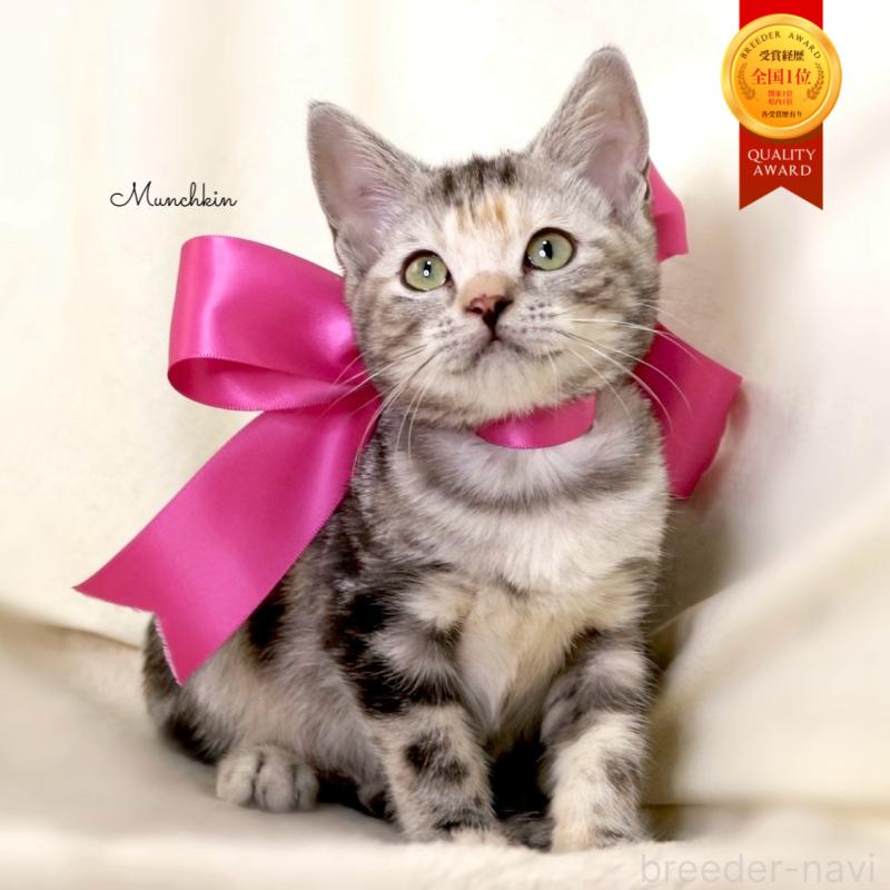 販売中の栃木県のマンチカン-134359