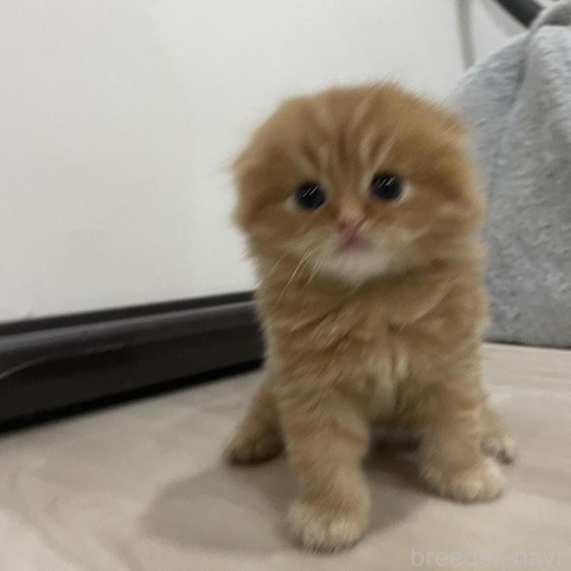 販売中の愛知県のスコティッシュフォールド(折れ耳)-134633の6枚目