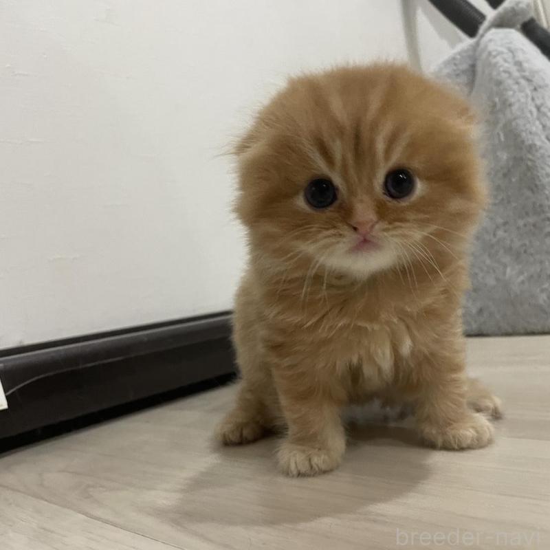 販売中の愛知県のスコティッシュフォールド(折れ耳)-134633の5枚目