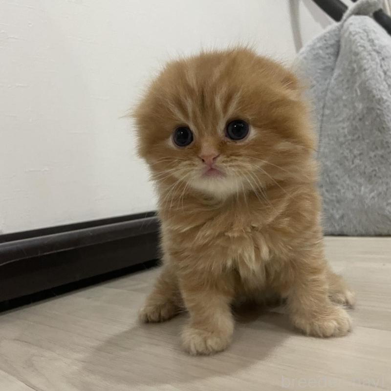 販売中の愛知県のスコティッシュフォールド(折れ耳)-134633の4枚目