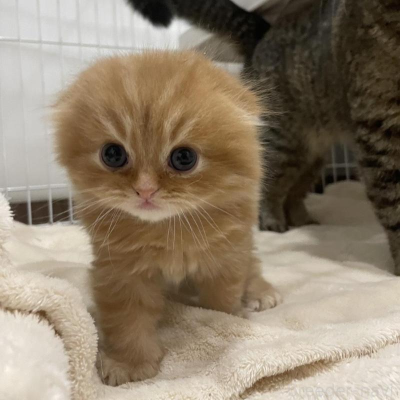 販売中の愛知県のスコティッシュフォールド(折れ耳)-134633の3枚目