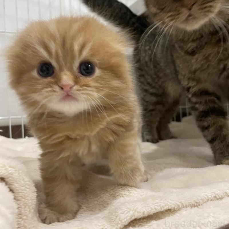 販売中の愛知県のスコティッシュフォールド(折れ耳)-134633の2枚目