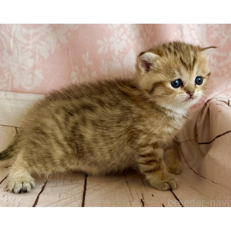 販売中の福岡県のスコティッシュフォールド-134635の10枚目